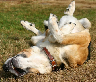 Why Does My Dog Like Rolling in Poop?